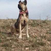 واگذاری سگ گله ای 2ساله سرکله کلفت