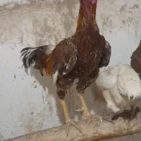 خروس لاری و یه مرغ ولایتی|حیوانات مزرعه|قهستان, |دیوار