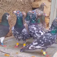 دسته کفتری سرورسیاه سرورشکلاتی قزوینی پرنده پرگل