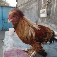 خروس جوان سالم