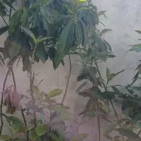 نهال اووکادو ۸ ساله در گلدان