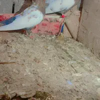 کبوتر|پرنده|جلگه ماژان, |دیوار