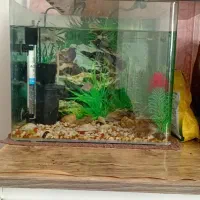 اکواریوم شرکتی شیشه خم معاوضه ای