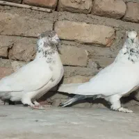 کبوتر پرشی(خالپیس،کله دار،زرد) و پلاکی