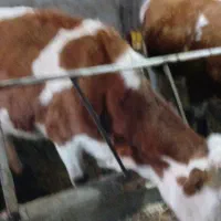 گاوابستن|حیوانات مزرعه|تاکستان, |دیوار