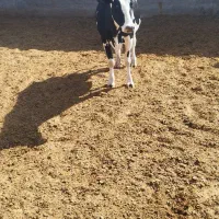 گاو جوان|حیوانات مزرعه|قم, سید معصوم|دیوار