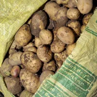 سیبزمینی اسپرید و جیلی