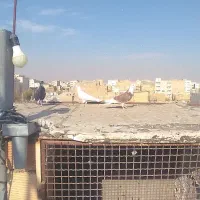 کبوتر گرفتنی|پرنده|مشکین‌دشت, |دیوار