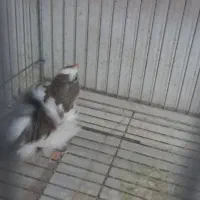 فروش قناری|پرنده|الوند, |دیوار