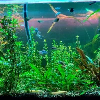اکواریوم ۸۰سانت در ۴۵ ارتفا ۴۵ فول پلنت و ماهی|ماهی|نقده, |دیوار