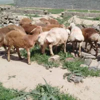 16راس بره سبک وزن چینی