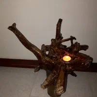 ریشه ی درخت تزئینی