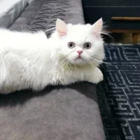 بچه گربه پرشین سفید