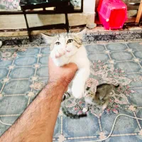 واگذاری بچه گربه دو ماهه|گربه|زاهدان, |دیوار