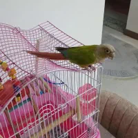 طوطی گرینچیک|پرنده|فردیس, شهرک شهید حسینی|دیوار