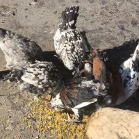 مرغ بومی گلین|حیوانات مزرعه|خمینی‌شهر, |دیوار