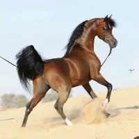 نیازمند نیروی کار پاره وقت