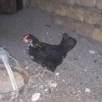 خروس چهارماهه