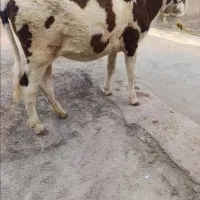 گوساله  گاو‌ ماده المانی سیمینتال...