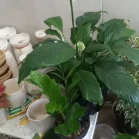 خدمات باغبانی و گلکاری وکاشت گل باغچه و گلدان|خدمات باغبانی و درختکاری|تهران, تهرانپارس شرقی|دیوار
