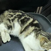 بچه گربه واگذاری|گربه|فردیس, شهرک شهید حسینی|دیوار