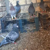 سبزو مگس