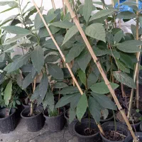 نهال اواکادو|عمده‌فروشی|سلمان‌شهر, |دیوار