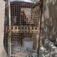 جفتگاه .انفرادی.گنجه.قفس