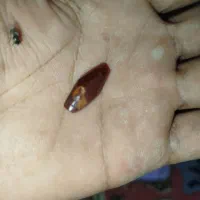 مهره با اصالت|کلکسیون اشیاء عتیقه|جیرفت, |دیوار