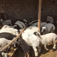 برهمحلی|حیوانات مزرعه|سیرجان, |دیوار