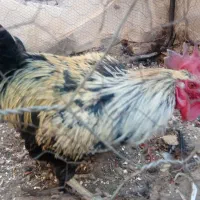 خروس|پرنده|آیسک, |دیوار