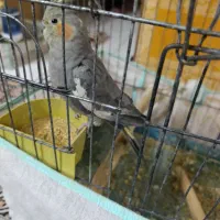 عروسی ماده
