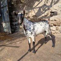 بز نر صلاله