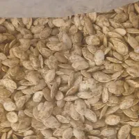 تخمه کدو|خوردنی و آشامیدنی|شیراز, گویم|دیوار