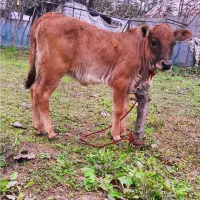 گاو چالوسی با گوساله لوکس|حیوانات مزرعه|رشت, یخسازی|دیوار