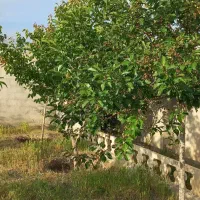 باغچه-400-متری-در-گنبد-واز
