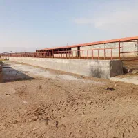 دامداری حاشیه جاده آسیایی معاوضه.