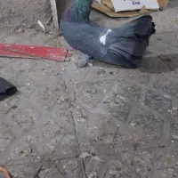 کبوتر دم چتری کاکلی