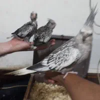 جفت عروس هلندی مولد ایزابلا با دوجوجه. رام وسخنگو