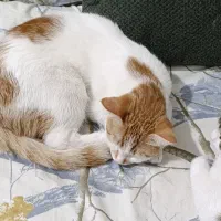 گمشده، مژدگانی 2 میلیون