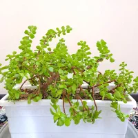 یک گلدان بزرگ گل کراسولا طبیعی آپارتمانی(ریشه دار)