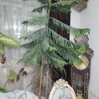 تعدادی گل سرحال به خاطر نبود جای مناسب‌فروش میرسد