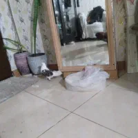 کفتر|پرنده|شیراز, فرهنگ شهر|دیوار