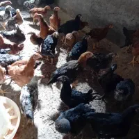 نیمچه مرغ و خروس|حیوانات مزرعه|تبریز, |دیوار