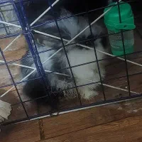 خرگوش لوپ|موش و خرگوش|کرج, گوهردشت|دیوار