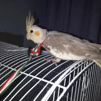 فروش عروس هلندی جوجه ماده