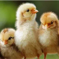 مجموعه بزرگ یک روزمحلی گلپایگانی دورگ جوجه