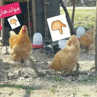 جوجه مرغ زینتی (گلین لری وبرهماوکوشین وآیسباراصل)|حیوانات مزرعه|سیاهکل, |دیوار
