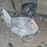 یک جفت نیمچه گلین طوسی|حیوانات مزرعه|وحیدیه, |دیوار