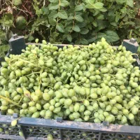 آبغوره تازه همدان